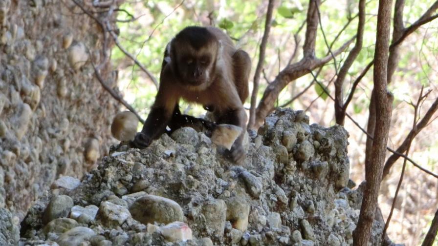 Los monos capuchinos afilan piedras pero no las usan como herramientas