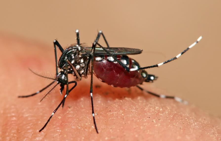 Creada una nanopartícula para vacunar a ratones contra una cepa del dengue
