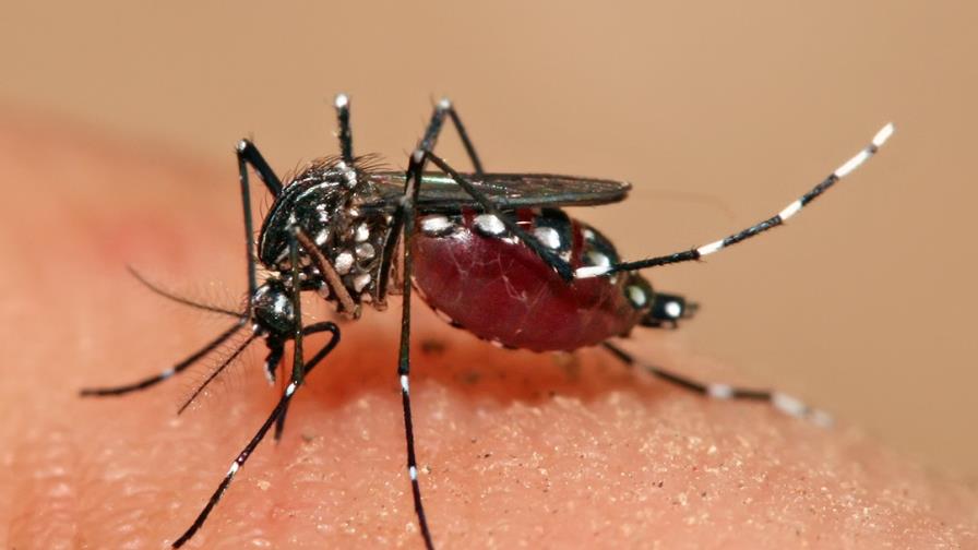 Creada una nanopartícula para vacunar a ratones contra una cepa del dengue
