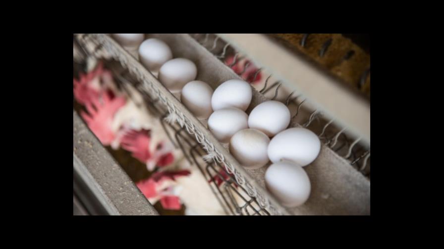 Sector avícola denuncia presunto plan para monopolizar producción de huevos