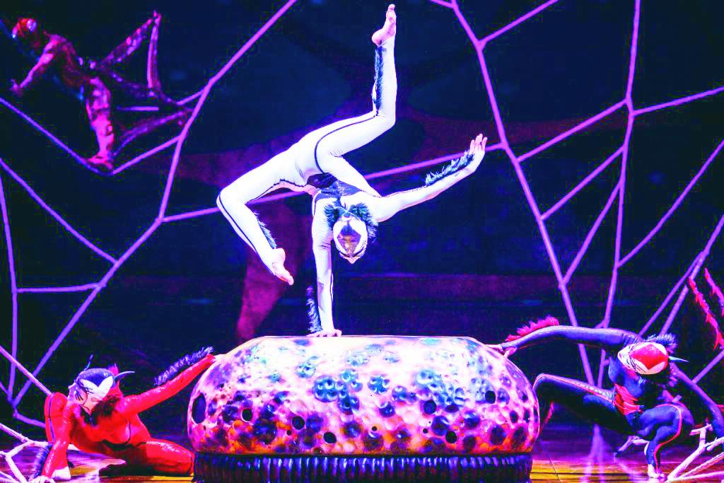 Las arañas de seda tejerán una telaraña que te impresionará. 