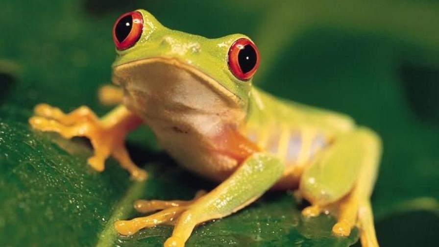 En 42 años desapareció un 58% de los vertebrados del planeta