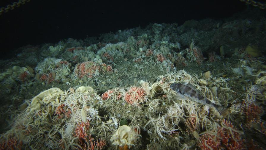 Llegan a un acuerdo para crear la mayor reserva marítima del mundo en la Antártida