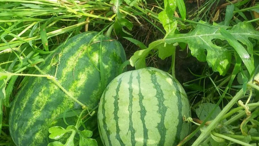 La sandía sin semillas, una realidad que no se explota La sandía sin semillas, una realidad que no se explota