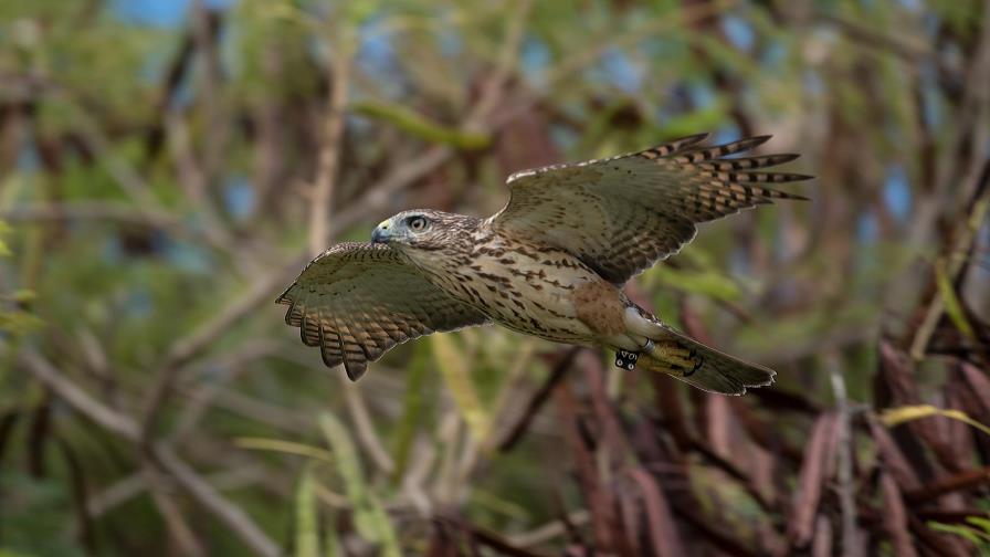 Conservación del Gavilán de La Hispaniola recibe fondos de Ford