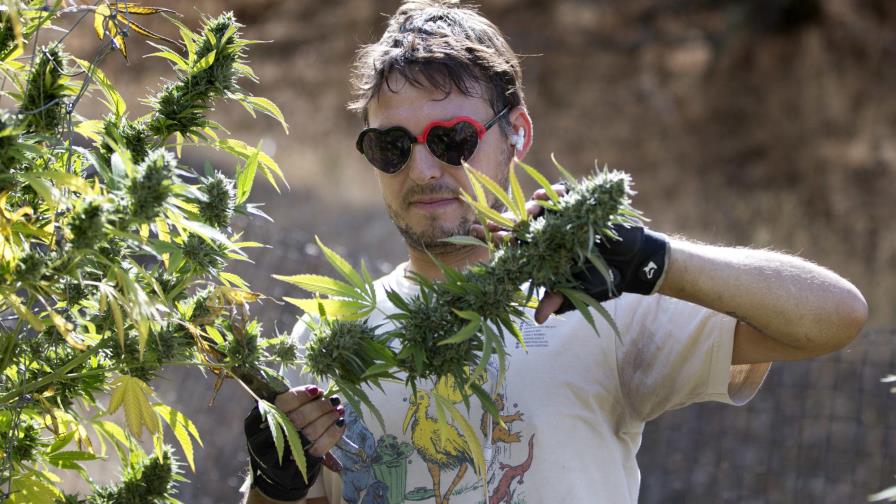 Abre primera tienda minorista de marihuana en Alaska