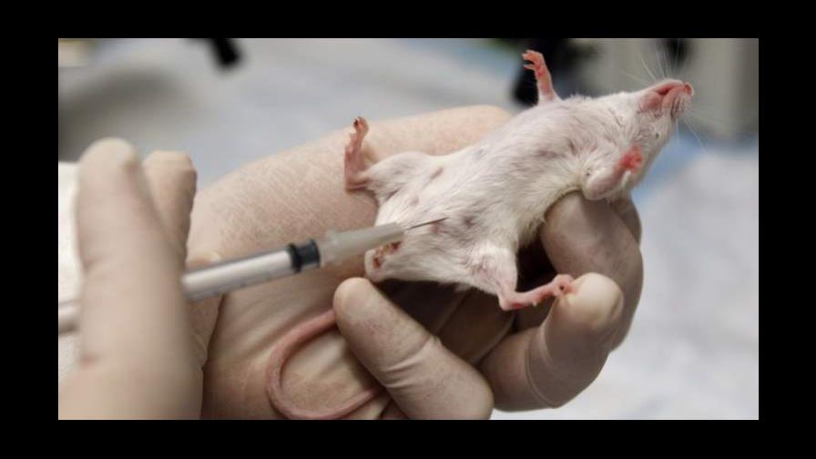 El Zika reduce la fertilidad y la testosterona en ratones