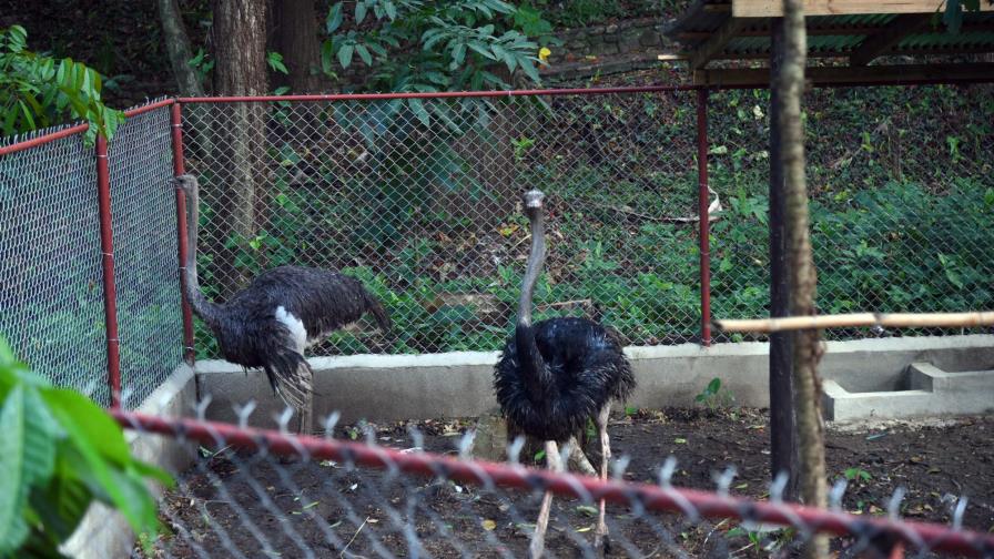 Empresarios y autoridades se unen para preservar el Zoológico Botánico de Moca