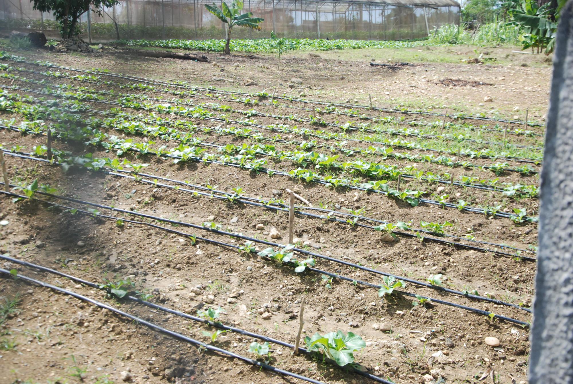 Un campo agrícola cuidado por los reclusos en Haras Nacionales en 2016.