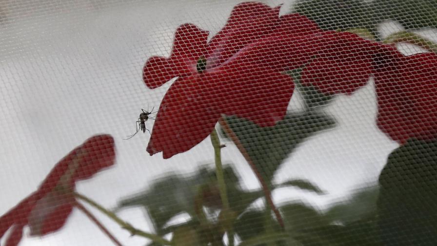 “Viajar embarazada a un lugar con zika es jugar con fuego”, alertan expertos 