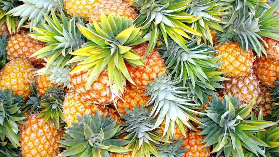 Productores de piña y organización de EE.UU. firman acuerdo de colaboración Productores de piña y organización de EE.UU. firman acuerdo de colaboración