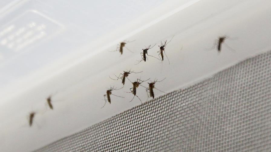 Se eleva a 217 la cifra de casos de zika autóctono en Florida 