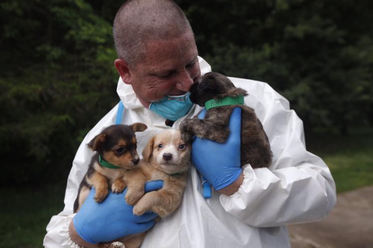 A la cárcel por tener demasiados perros