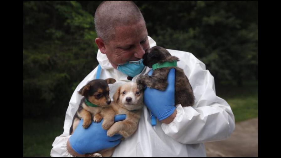 A la cárcel por tener demasiados perros