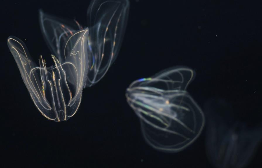  El zoo de Viena consigue criar “nueces de mar”, parecidas a las medusas