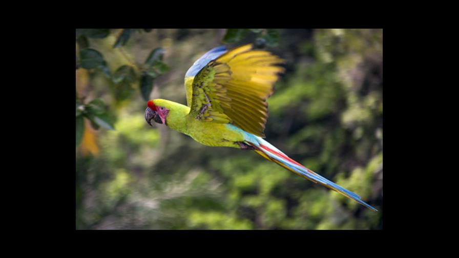 La lapa verde y su lucha para evitar su extinción 