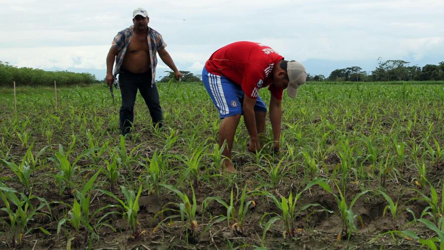 El maíz transgénico, una opción rentable para pequeños campesinos colombianos 