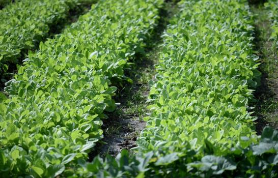 Lluvias impiden siembra de tabaco en el Cibao