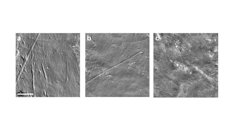 La dieta de nuestros ancestros fue más rica y variada de lo que se pensaba