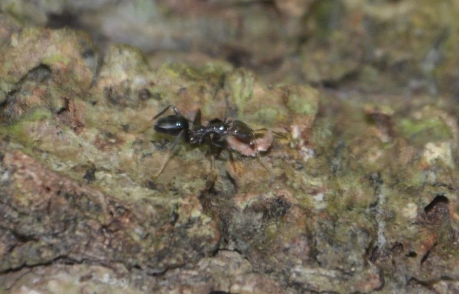 Las hormigas cultivaban plantas antes que los humanos, según un estudio