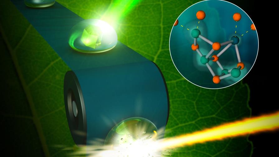 Captan imágenes de alta resolución de la fotosíntesis a temperatura real