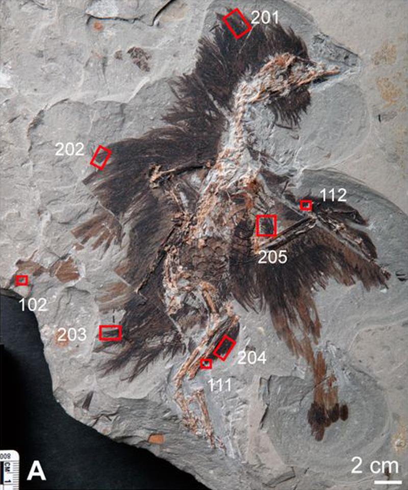 Plumas fósiles conservan queratina y melanosomas de 130 millones de años