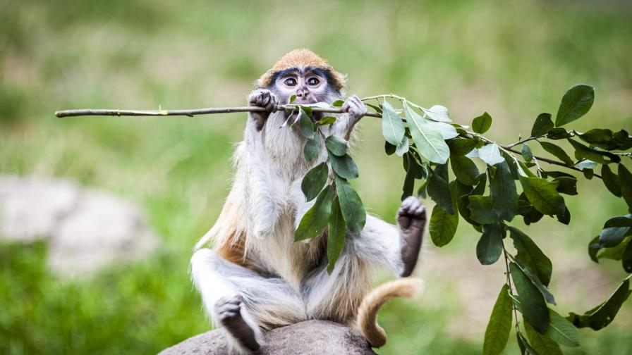 Las hembras de los “cercopitecos” manipulan a los machos para que luchen contra grupos rivales