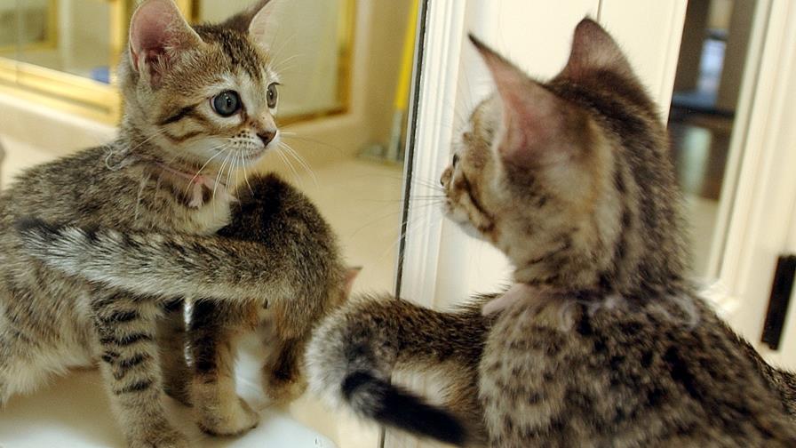 Condenan a una mujer por dejar que 14 gatos se devoraran de hambre