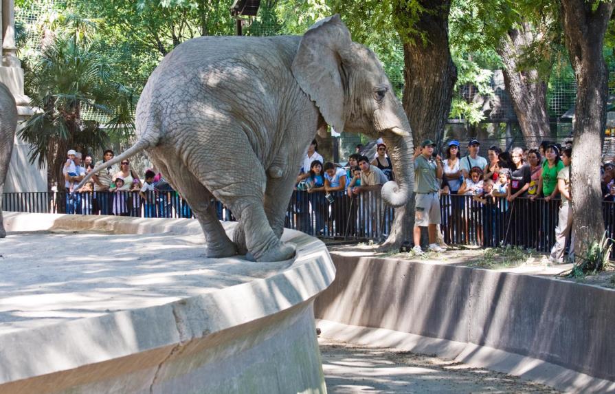 Una ONG ejercerá como abogada de tres elefantes del zoológico de Buenos Aires 
