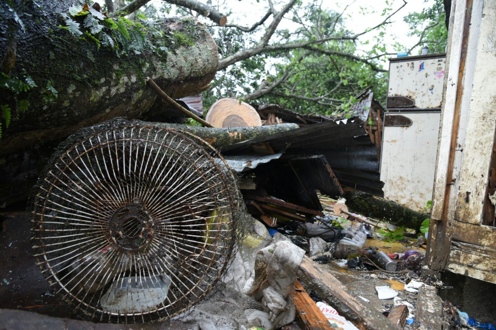 Un árbol cayó sobre una casa la madrugada de este jueves 24 de noviembre de 2016, en el municipio Salcedo, provincia Hermanas Mirabal.  