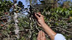 EE.UU. estudia recortar aranceles a productos como café y bananas