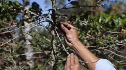 EE.UU. estudia recortar aranceles a productos como café y bananas