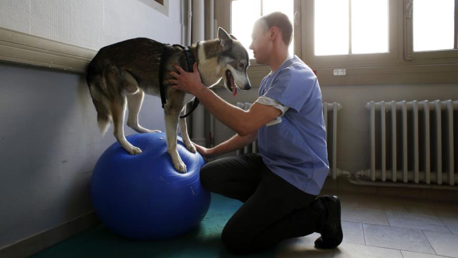 Los perros tienen memoria episódica y se acuerdan de lo que hacen sus dueños