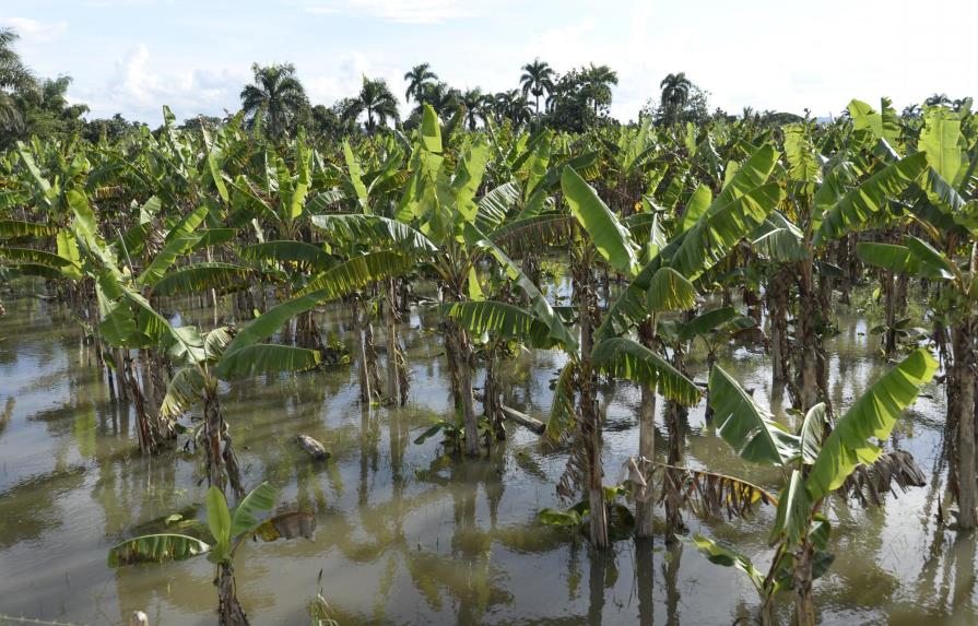 El daño provocado por las lluvias a la producción agrícola es aún impreciso
