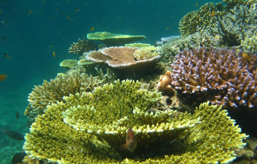 Corales del Caribe sobrevivieron a antiguos efectos del cambio climático 