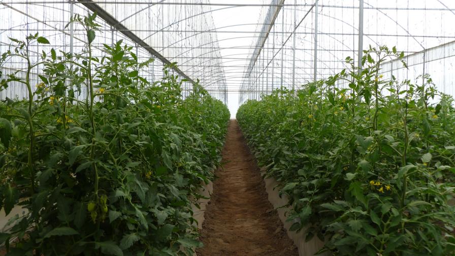 Estudio define las necesidades de los productores de invernaderos Estudio define las necesidades de los productores de invernaderos