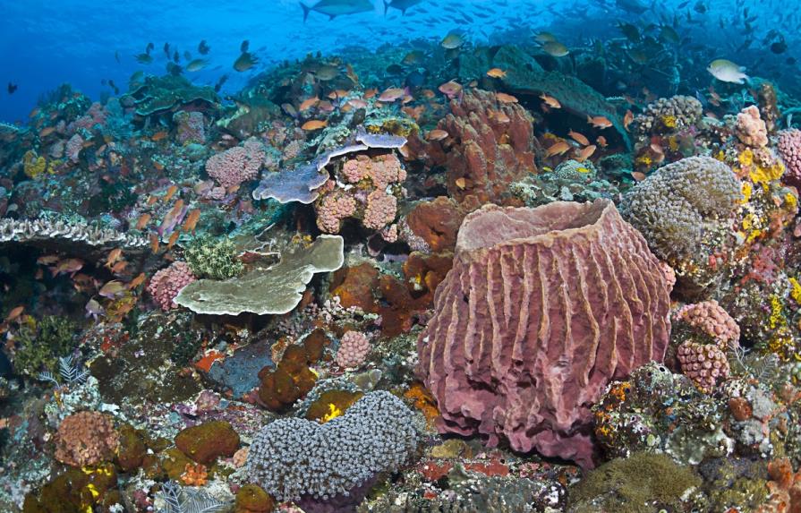 Corales del caribe sobrevivieron a antiguo cambio climático, dice estudio