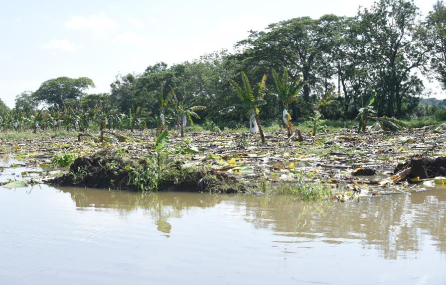 Más de 100 mil tareas de plátanos y otros productos están inundadas en Montecristi