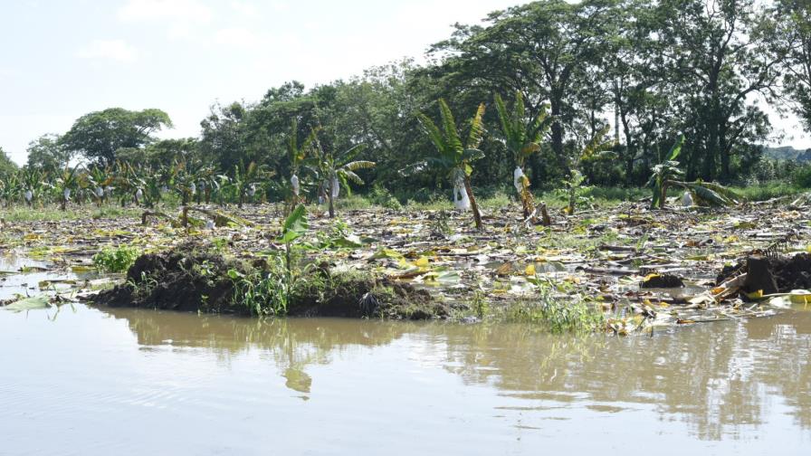 Más de 100 mil tareas de plátanos y otros productos están inundadas en Montecristi Más de 100 mil tareas de plátanos y otros productos están inundadas en Montecristi