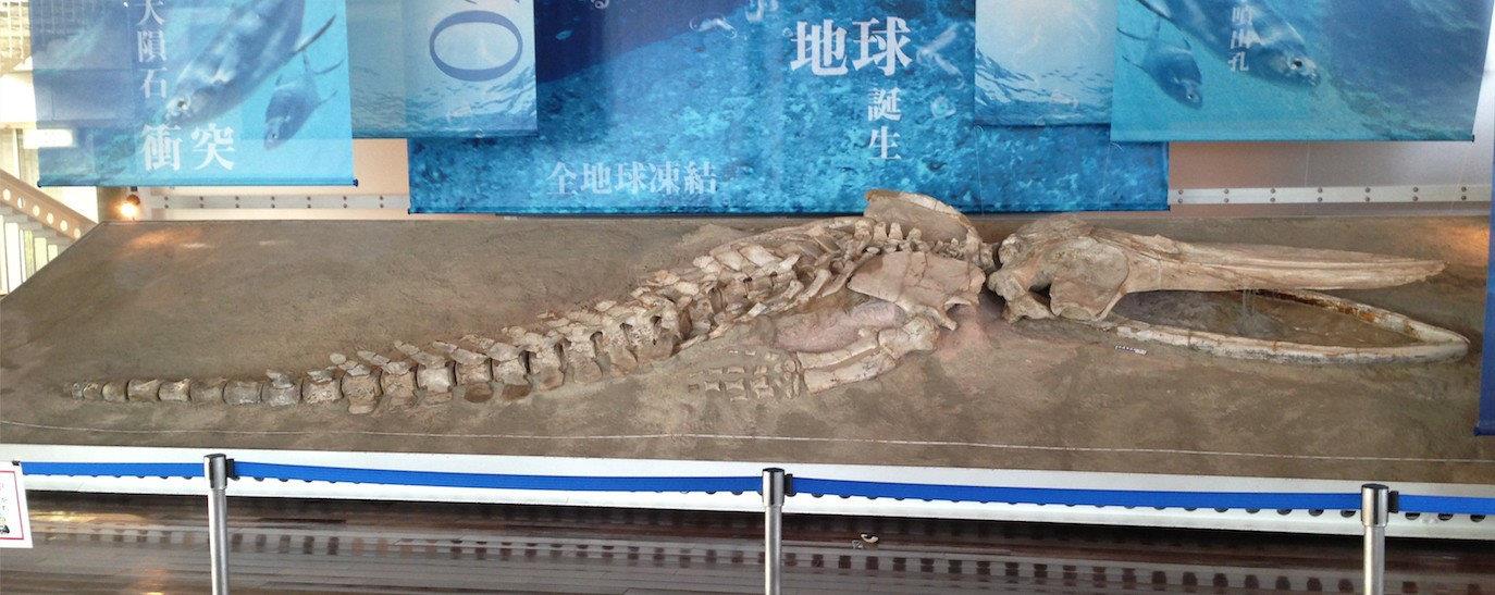 Identifican fósil peruano expuesto en Japón como una nueva especie de ballena