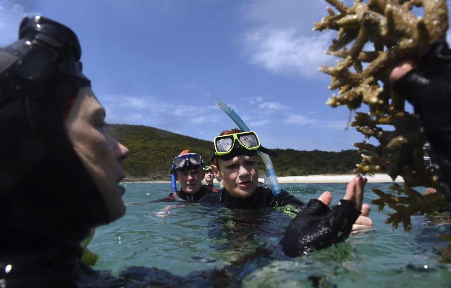 Muere el 67% de los corales de Gran Barrera de Australia 