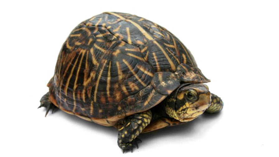 Ciclista muere tras chocar con una tortuga Ciclista muere tras chocar con una tortuga