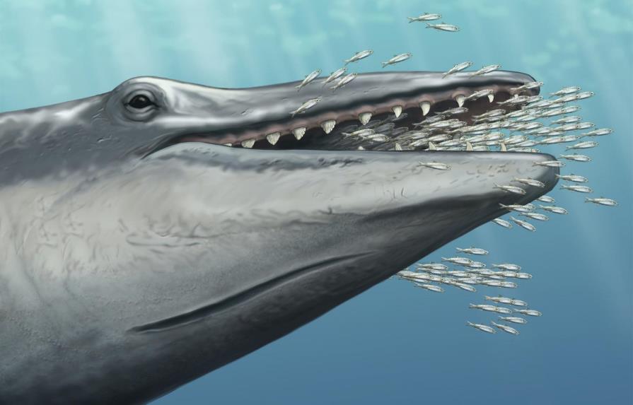 Un fósil de una ballena prehistórica da claves sobre su evolución