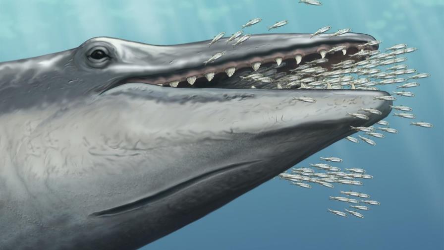 Un fósil de una ballena prehistórica da claves sobre su evolución