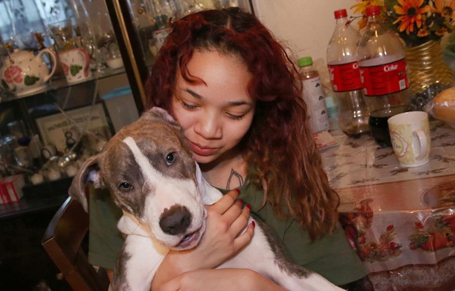 Un pitbull de cinco meses enfrenta violador en Brooklyn 