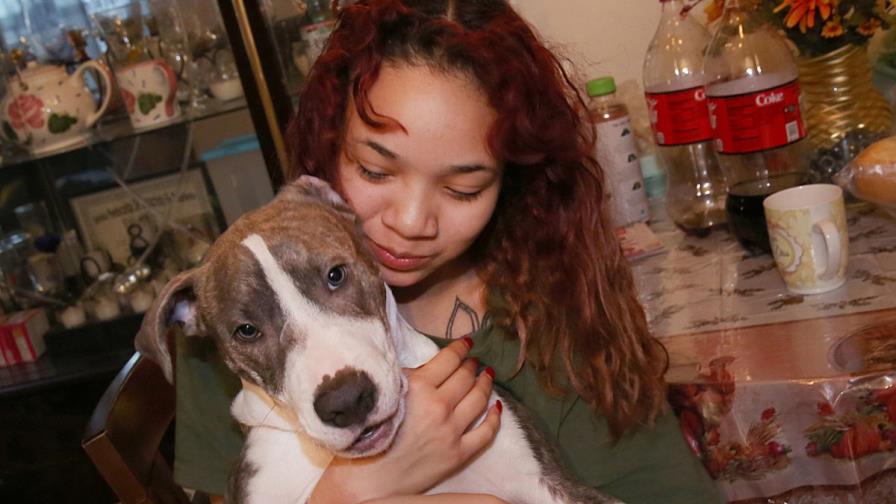 Un pitbull de cinco meses enfrenta violador en Brooklyn 