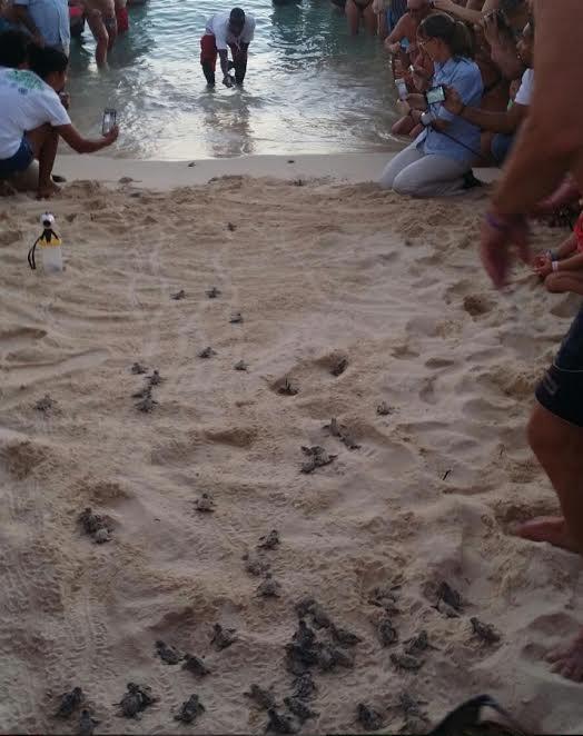 Liberan en Bayahíbe 115 tortugas recién nacidas