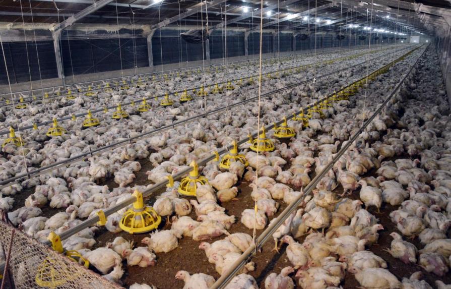 Productores avícolas de Santiago y Espaillat aseguran lluvias no afectaron producción