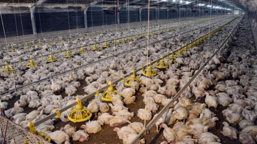 Productores avícolas de Santiago y Espaillat aseguran lluvias no afectaron producción