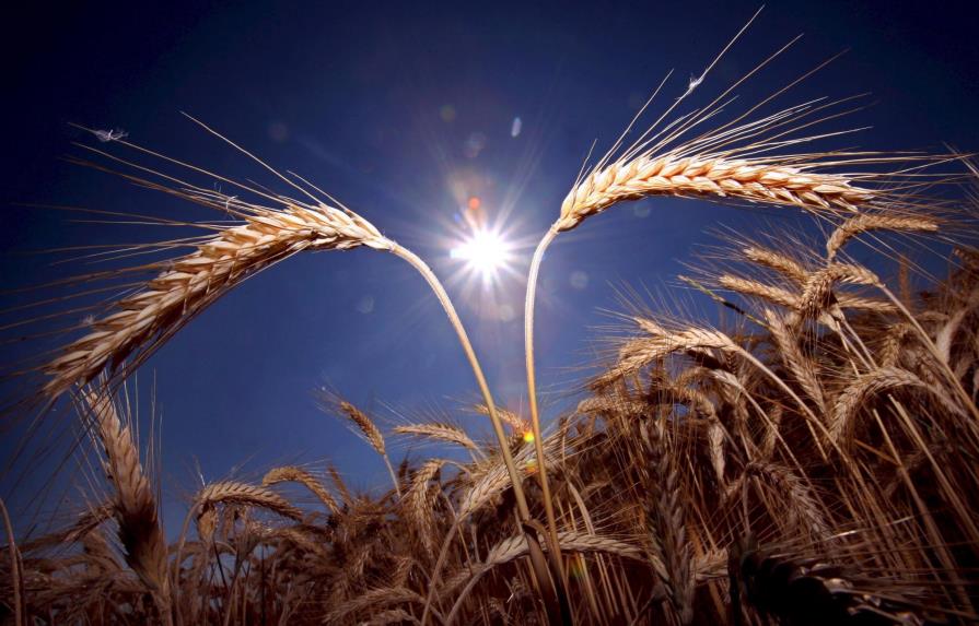 Los cereales estaban ya ‘domesticados’ en Siria en año 8.500 antes de Cristo